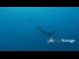 Blue Shark 4A 1366